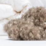 Duvet d’eider Couverture en duvet de la meilleure qualité Gros plan sur le duvet Duvet d'eider Couverture en duvet de la meilleure qualité Gros plan sur le duvet